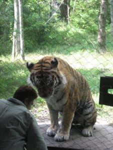 Tiger working through enrichment activities.